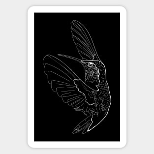 Hummingbird illustration Sticker
